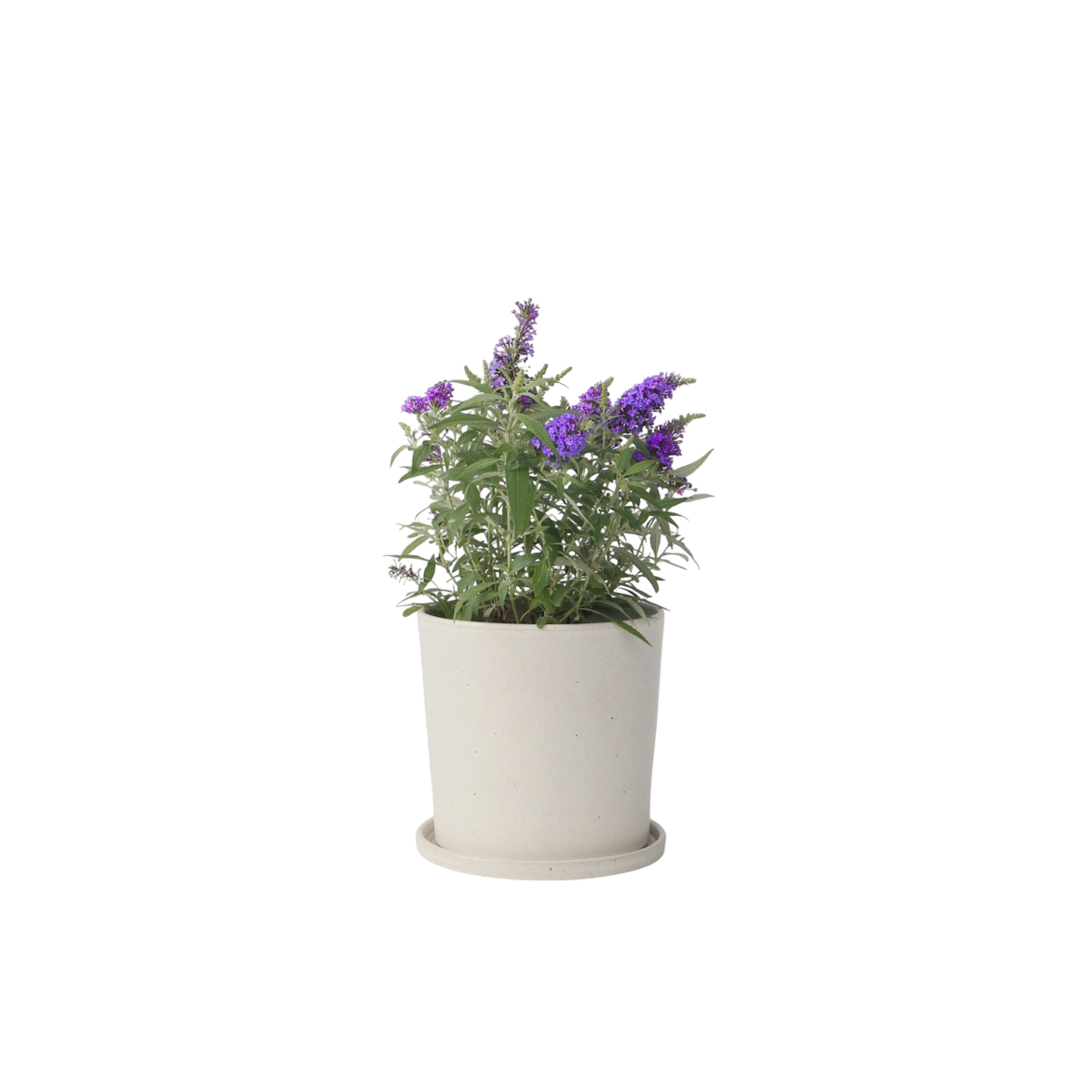 Arbre à papillons - Buddleja davidii 'Candy' - Hauteur 30-40cm - ⌀19cm