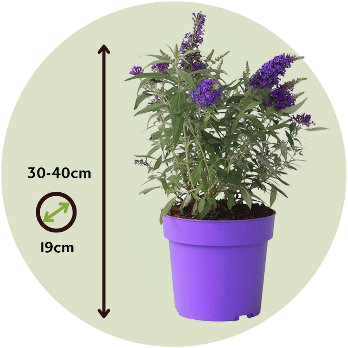 Summer lilac - Buddleja davidii 'Candy' - Height 30-40cm - ⌀19cm