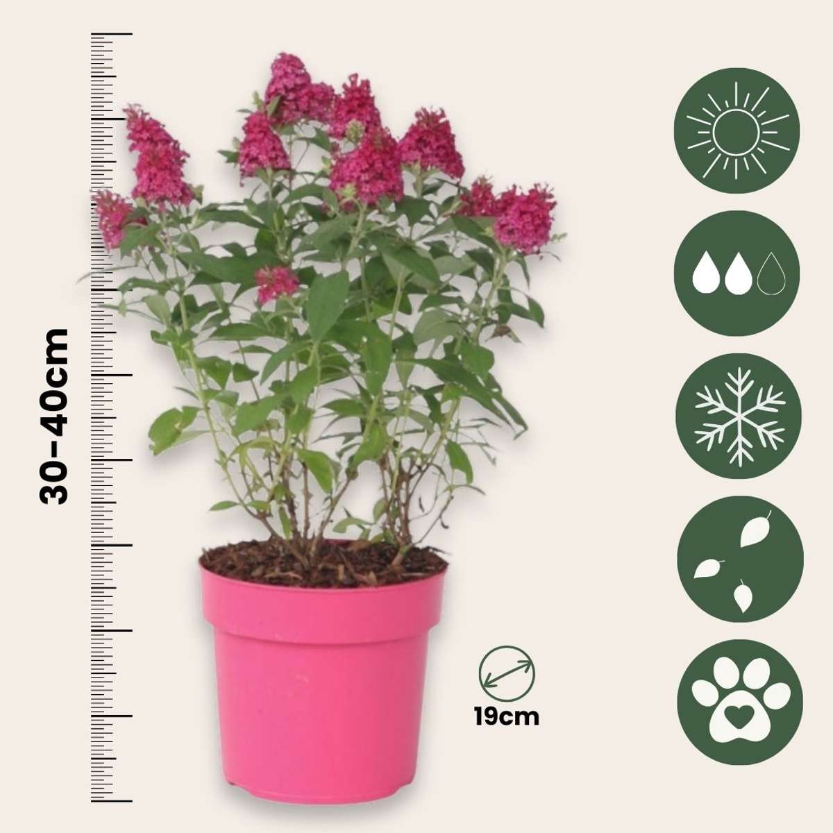 Arbre à papillons - Buddleja davidii 'Candy' - Hauteur 30-40cm - ⌀19cm