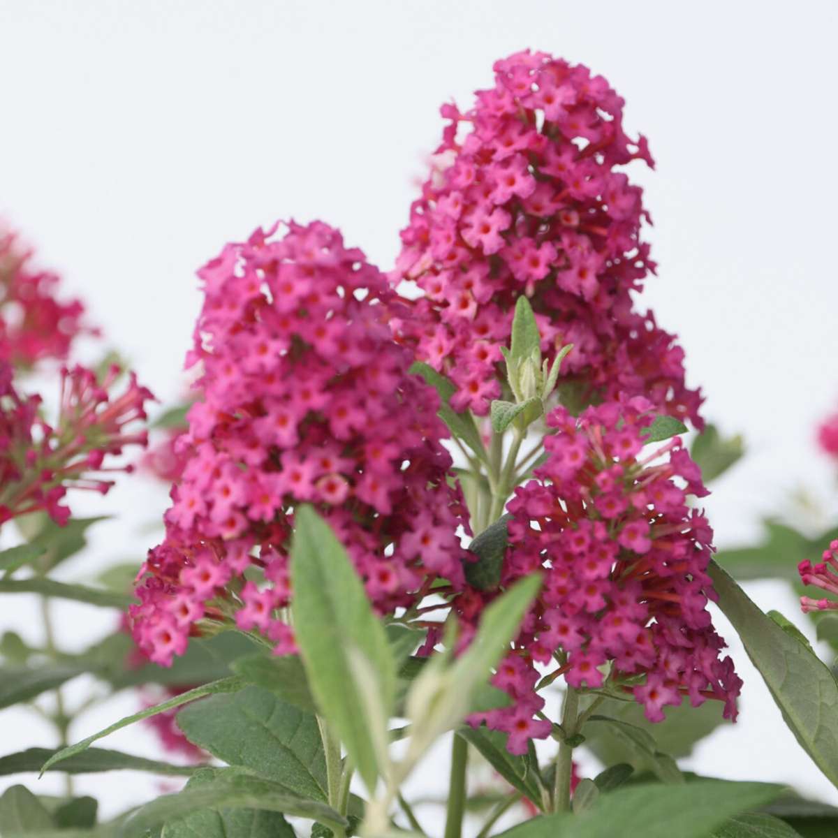 Arbre à papillons - Set de 2 - Buddleja davidii 'Candy' - H30-40cm - ⌀19cm - TD Plantz