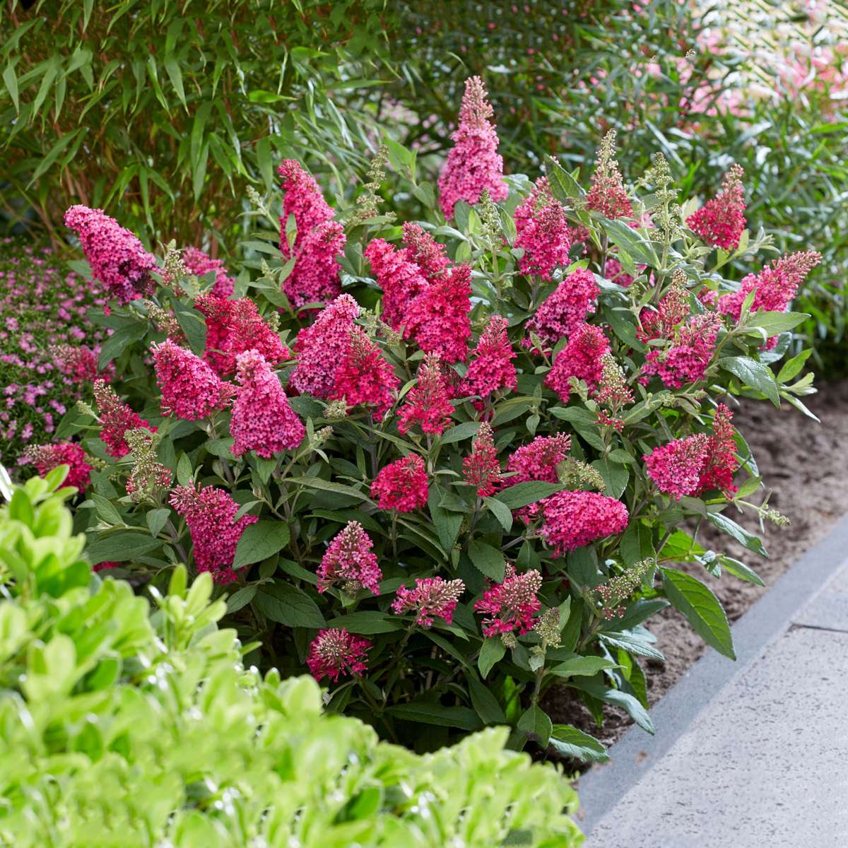 Arbre à papillons - Set de 2 - Buddleja davidii 'Candy' - H30-40cm - ⌀19cm - TD Plantz