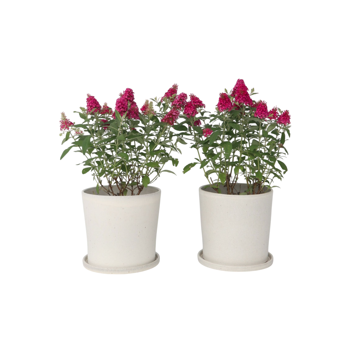 Arbre à papillons - Set de 2 - Buddleja davidii 'Candy' - H30-40cm - ⌀19cm - TD Plantz