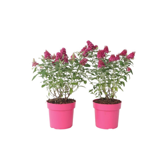 Arbre à papillons - Set de 2 - Buddleja davidii 'Candy' - H30-40cm - ⌀19cm - TD Plantz