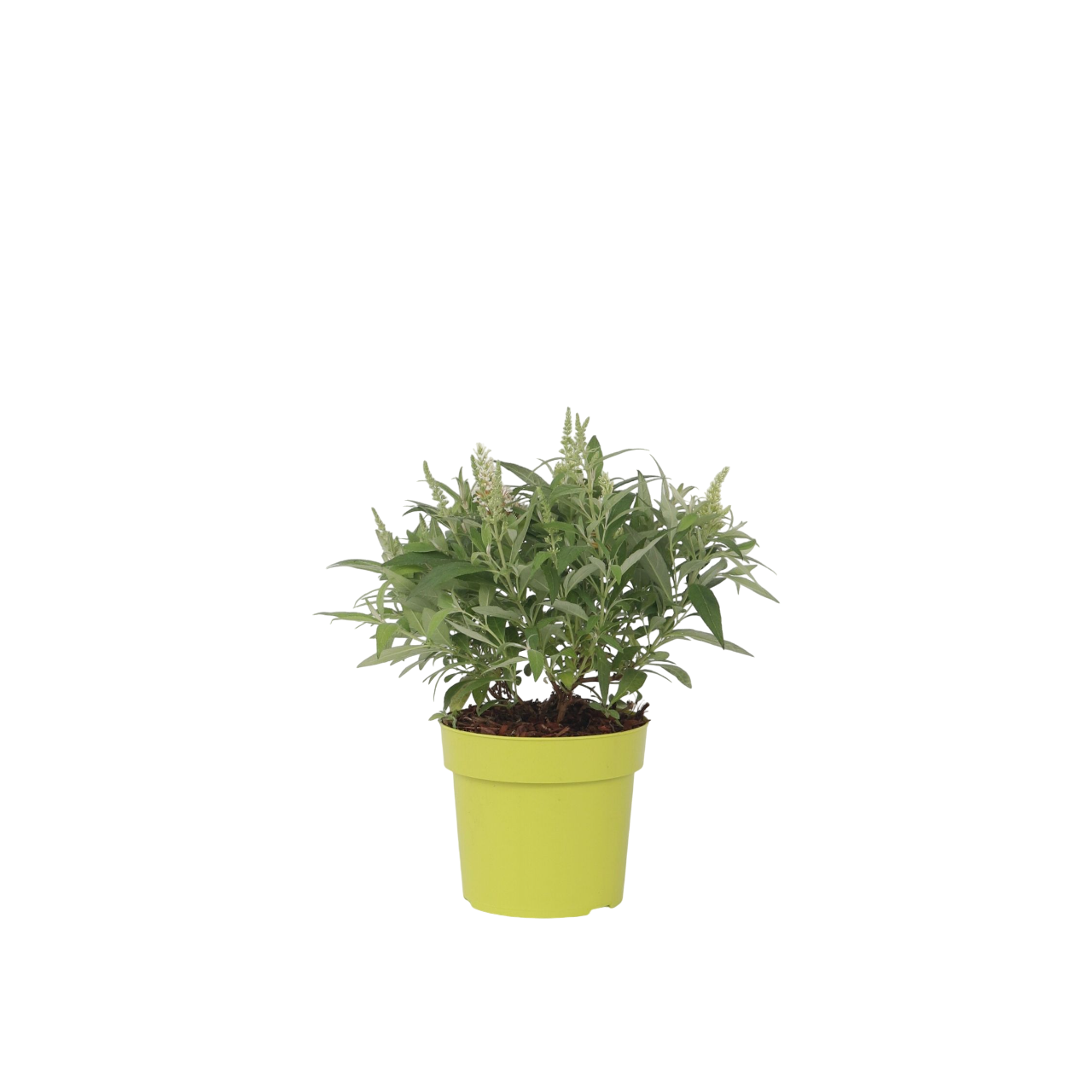 Arbre à papillons - Buddleja davidii 'Candy' - Hauteur 30-40cm - ⌀19cm - TD Plantz