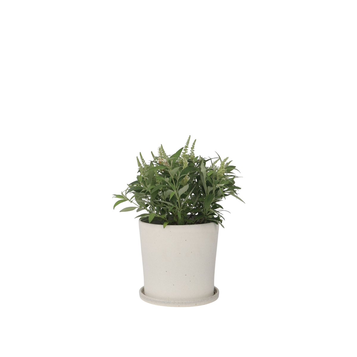 Arbre à papillons - Buddleja davidii 'Candy' - Hauteur 30-40cm - ⌀19cm - TD Plantz