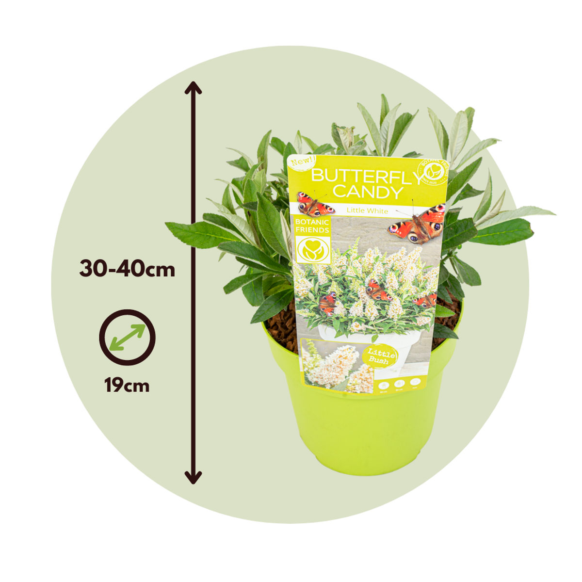 Arbre à papillons - Buddleja davidii 'Candy' - Hauteur 30-40cm - ⌀19cm - TD Plantz