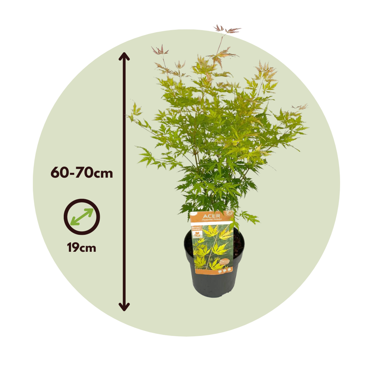 Japanese maple - Acer palmatum 'Orange Lace' - Height 60-70cm - ⌀19cm