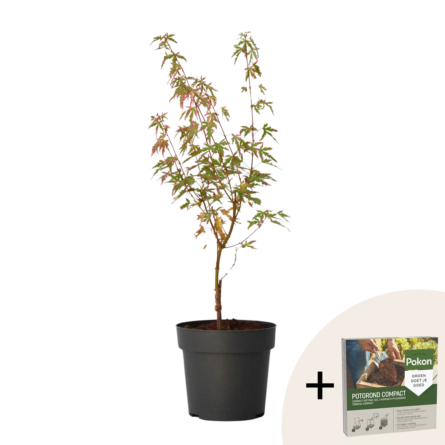 Japanese maple - Acer palmatum 'Taylor' - Height 50-60cm - ⌀19cm