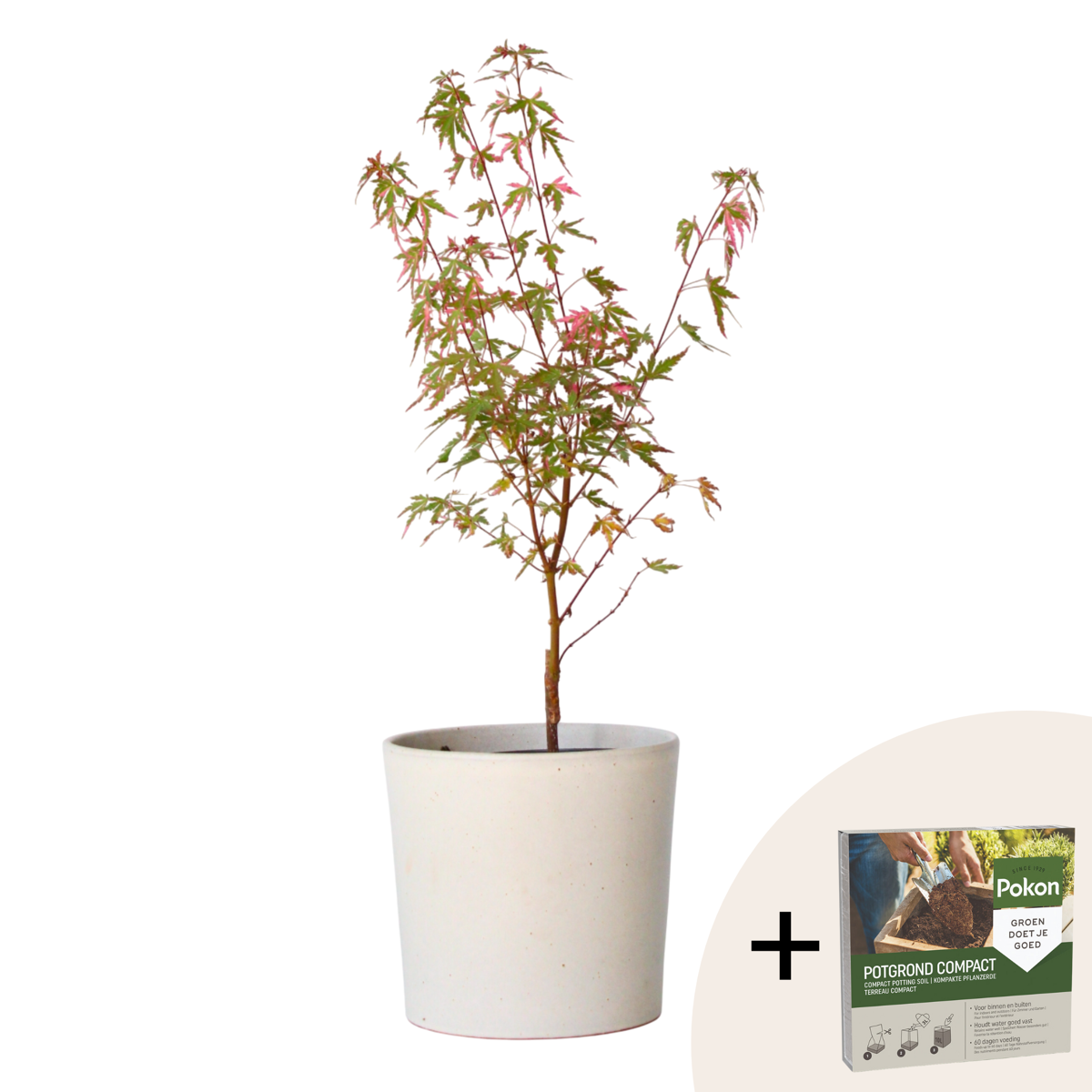 Japanese maple - Acer palmatum 'Taylor' - Height 50-60cm - ⌀19cm
