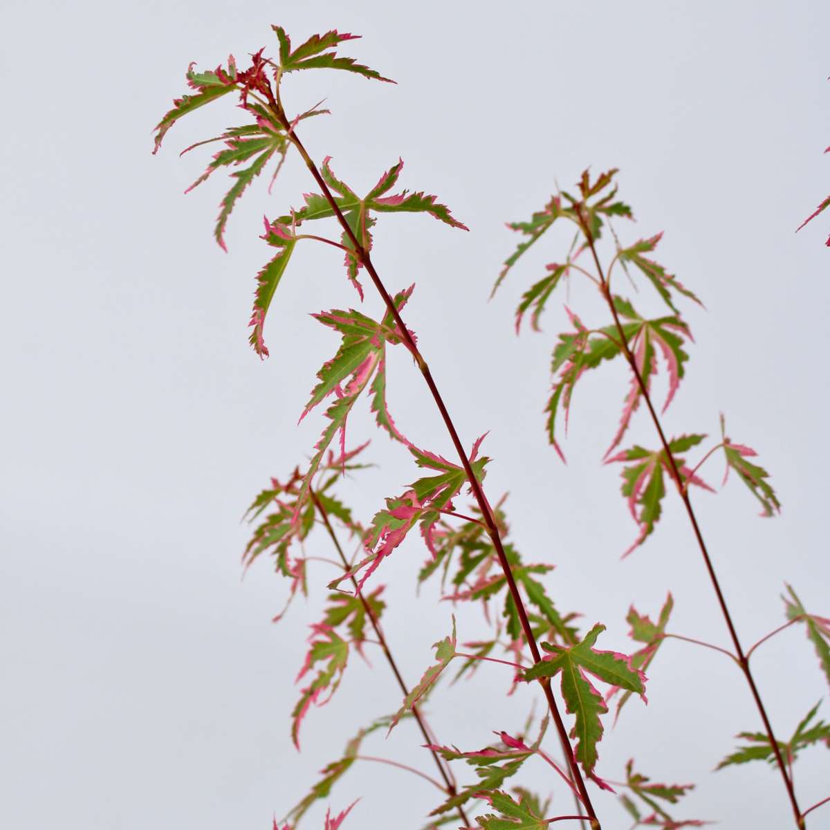 Japanese maple - Acer palmatum 'Taylor' - Height 50-60cm - ⌀19cm