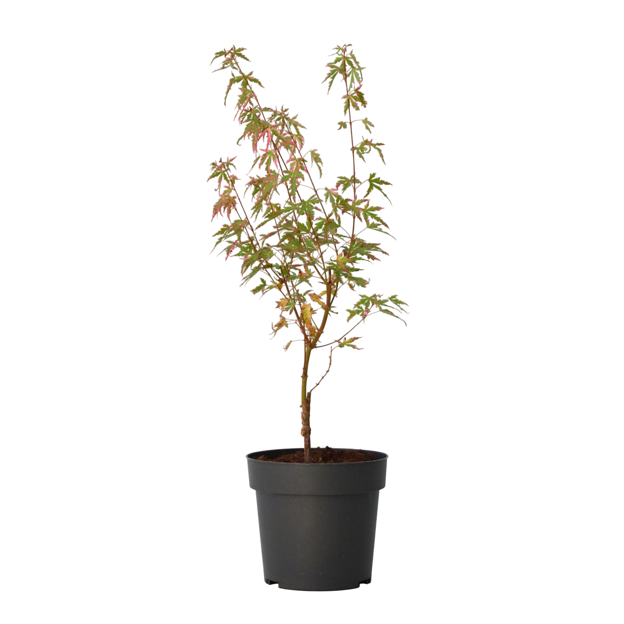 Japanese maple - Acer palmatum 'Taylor' - Height 50-60cm - ⌀19cm - TD Plantz