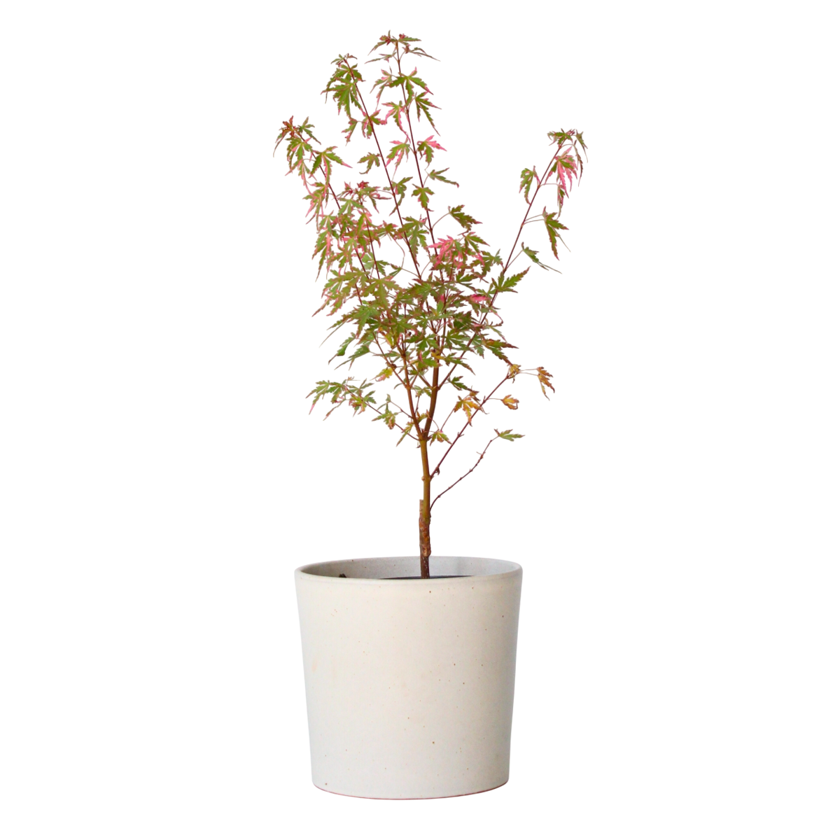 Japanese maple - Acer palmatum 'Taylor' - Height 50-60cm - ⌀19cm - TD Plantz
