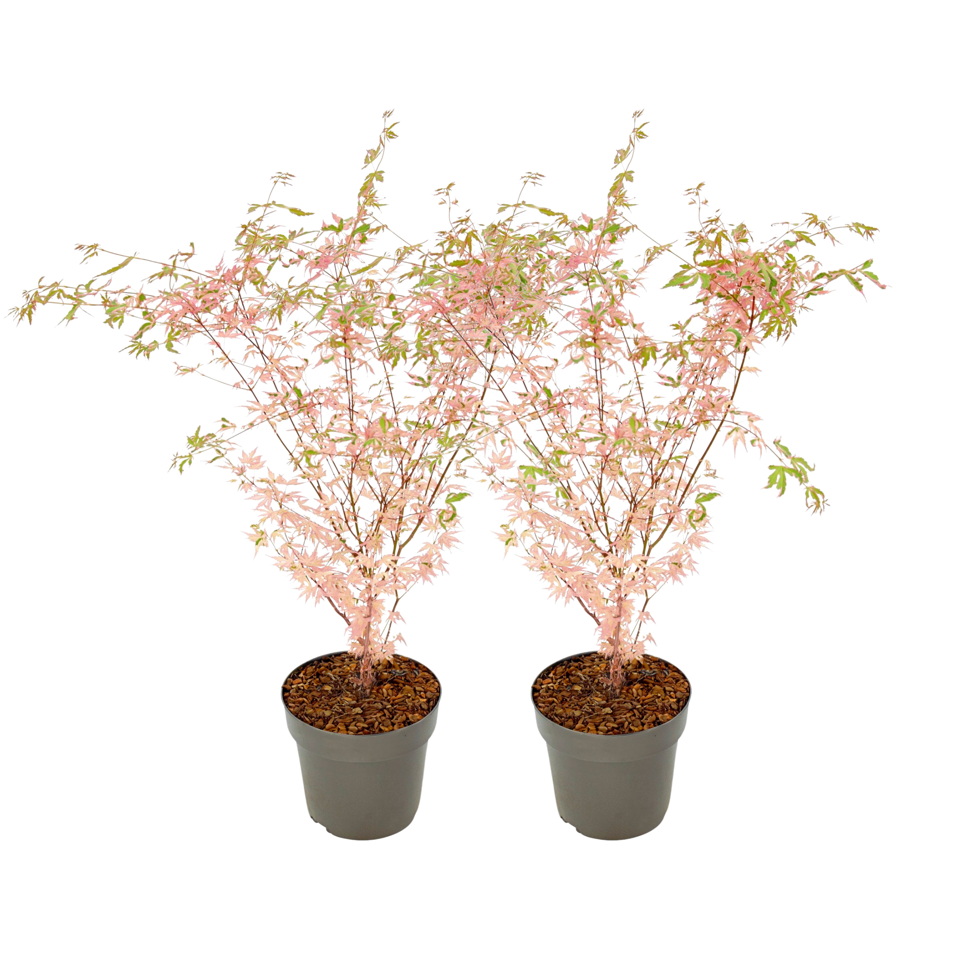 Érable du Japon - Set de 2 - Acer palmatum 'Taylor' - Hauteur 50-60cm - ⌀19cm - TD Plantz