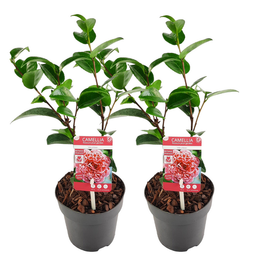 Camélia - Set de 2 - Camellia 'Volunteer' - Hauteur 25-40cm - ⌀13cm