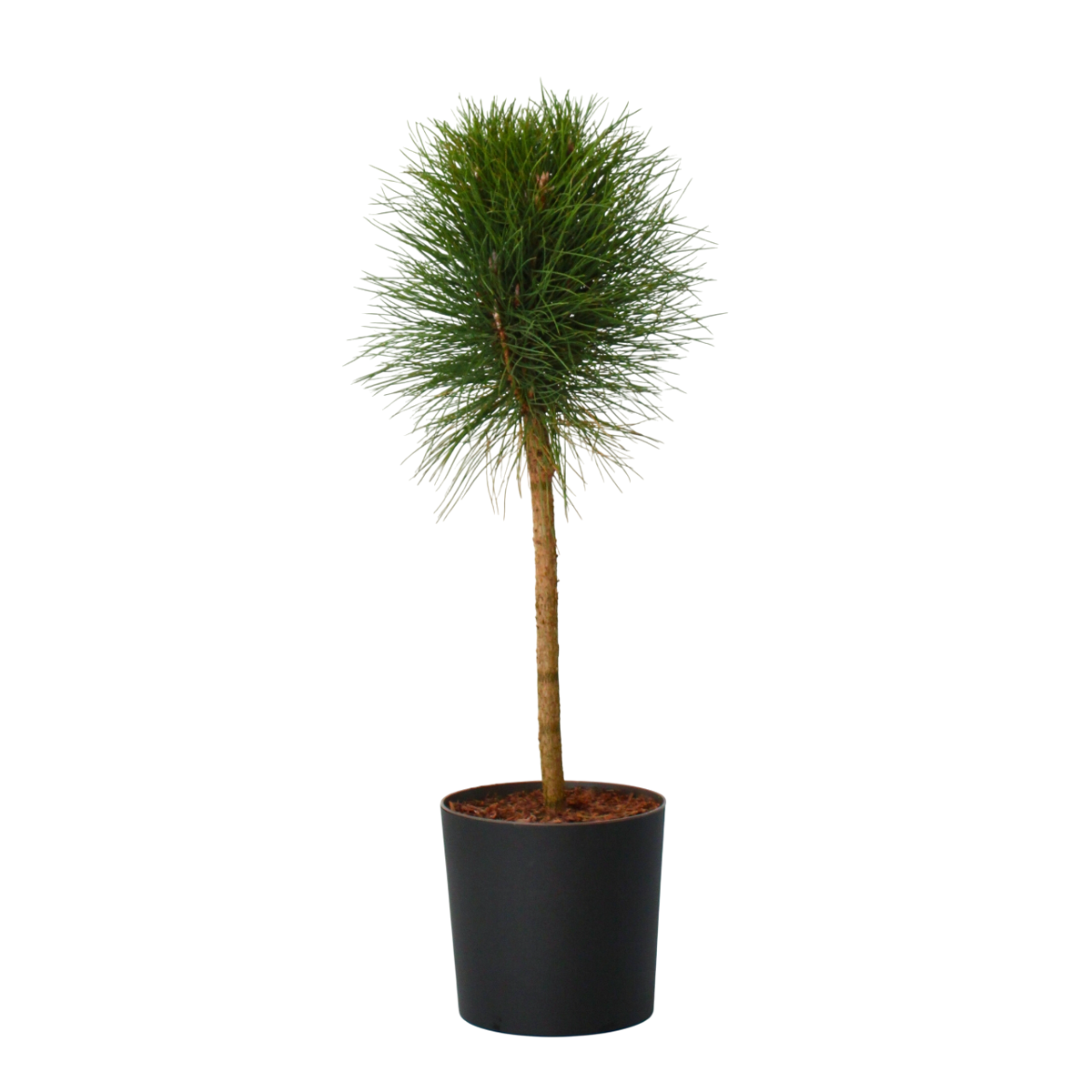 Pine - Pinus 'Summer Breeze' - Height 70-80cm - ⌀24cm