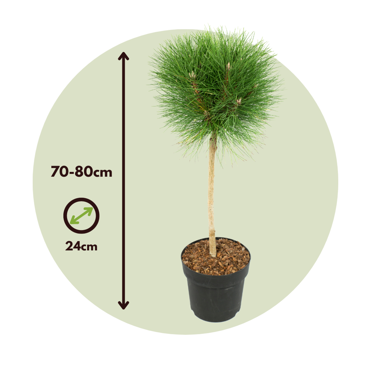 Pine - Pinus 'Summer Breeze' - Height 70-80cm - ⌀24cm