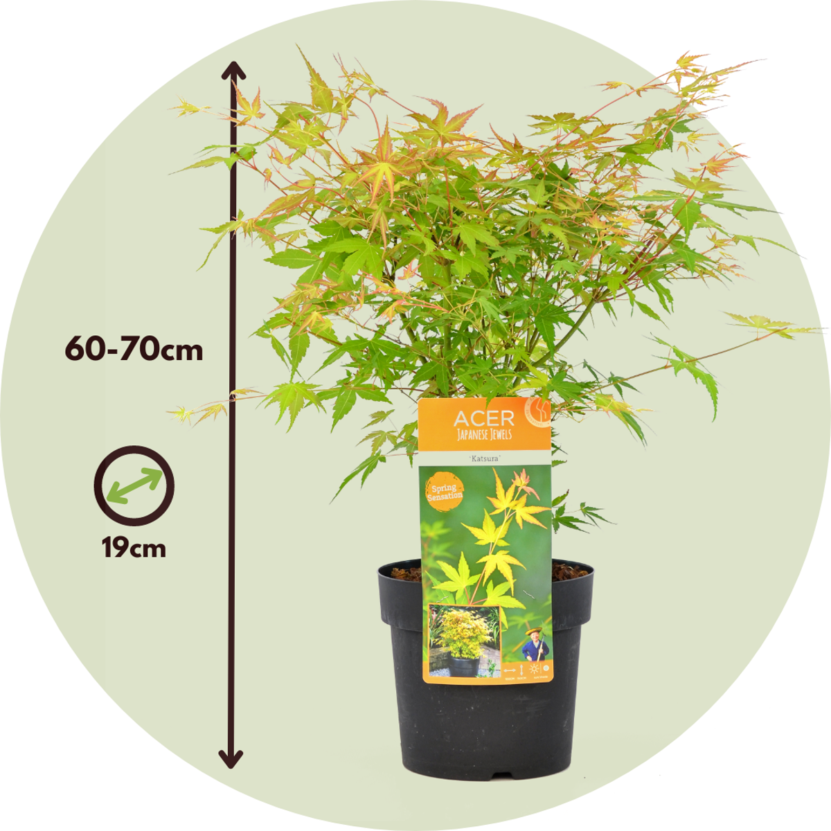 Japanese maple - 2 pcs. - Acer palmatum 'Katsura' - Height 60-70cm - ⌀19cm