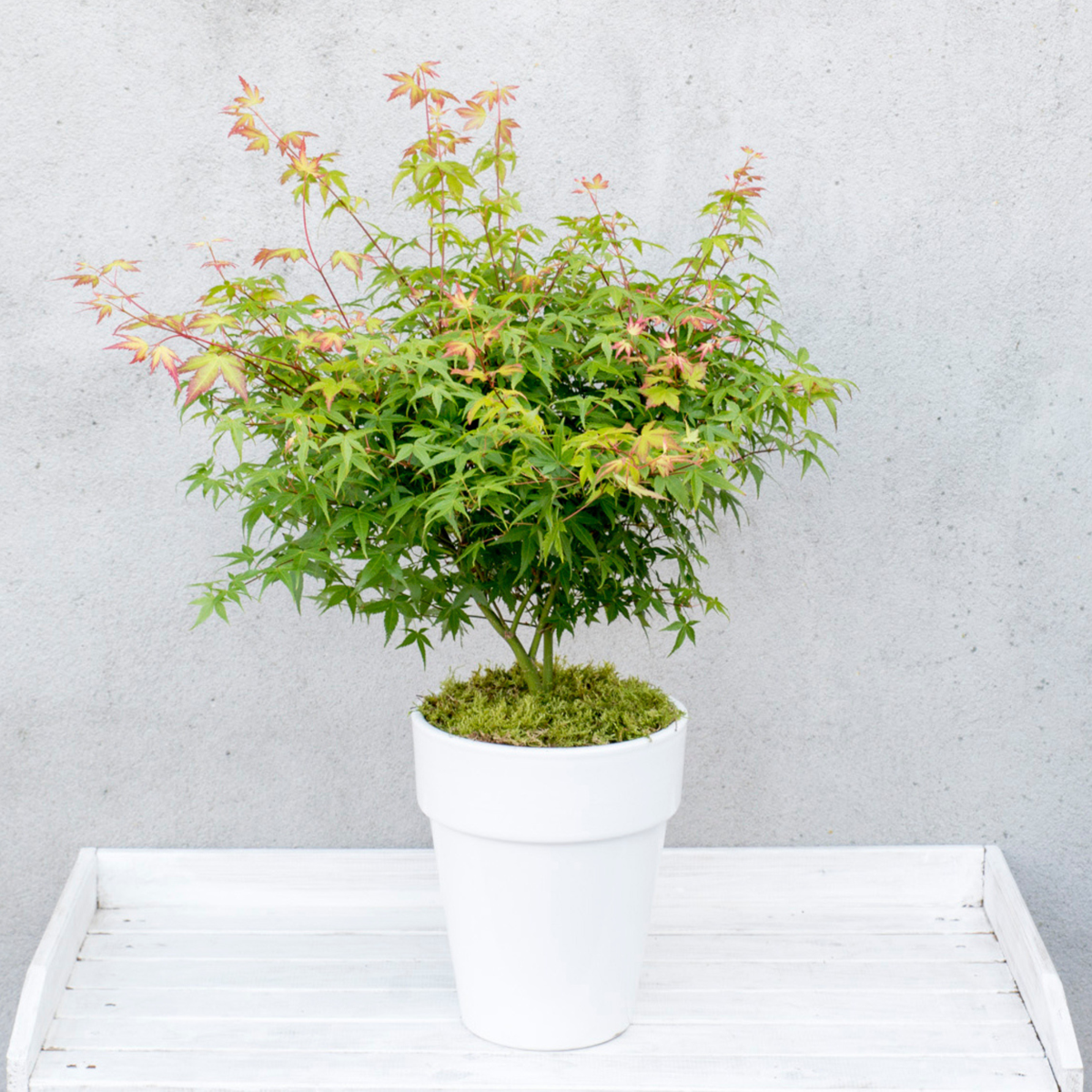Japanese maple - Acer palmatum 'Little Princess' - Height 45-55cm - ⌀19cm