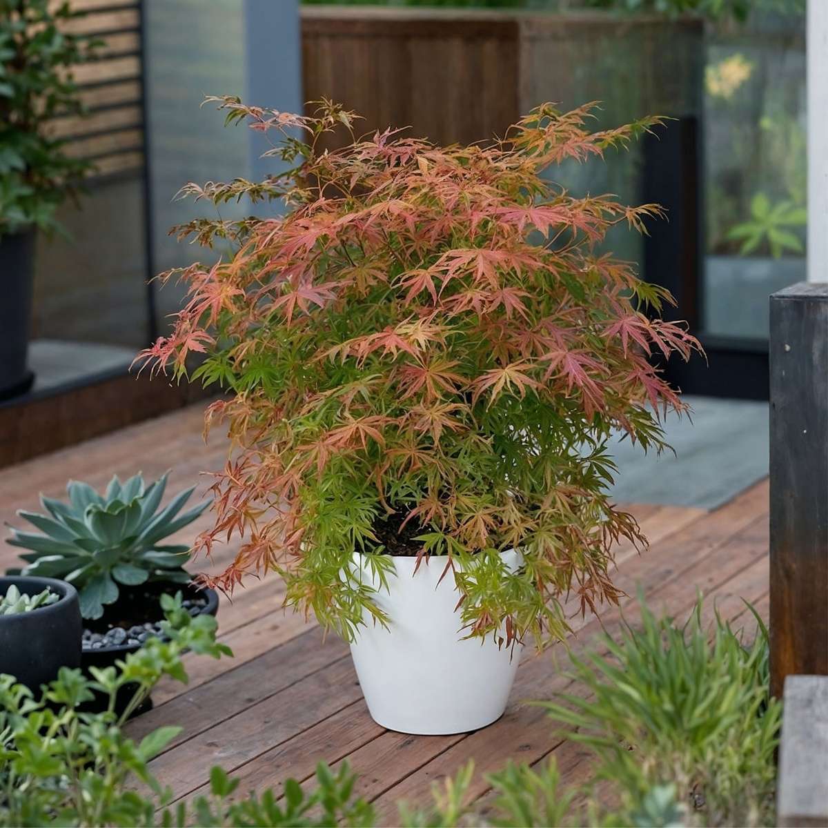 Japanese maple - Acer palmatum 'Extravaganza' - Height 50-60cm - ⌀19cm