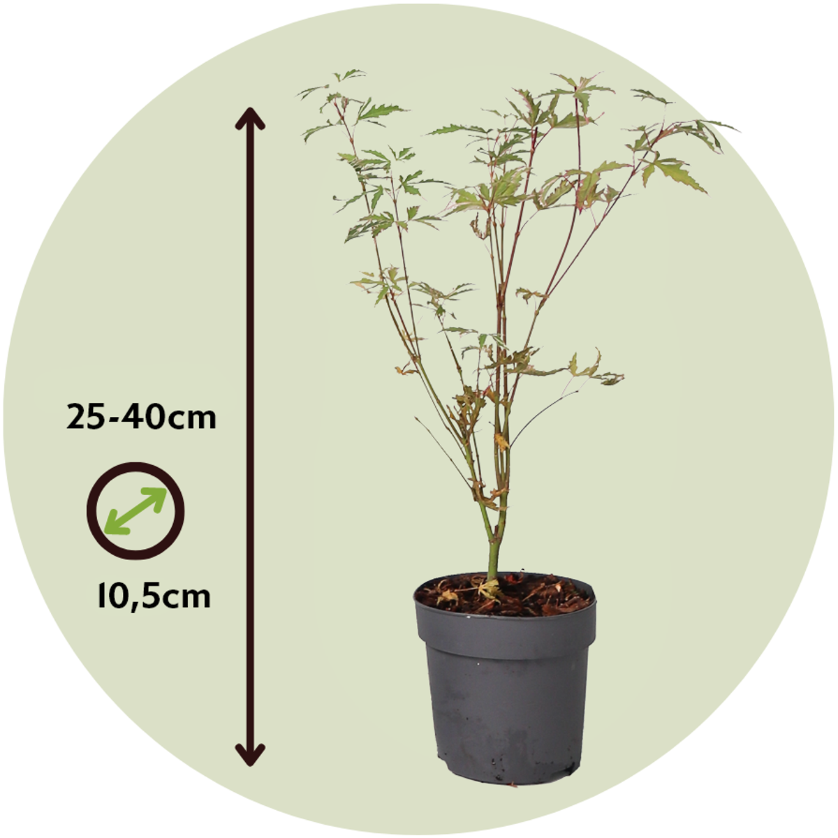 Japanese maple - Acer palmatum 'Butterfly' - Height 25-40cm - ⌀10,5cm