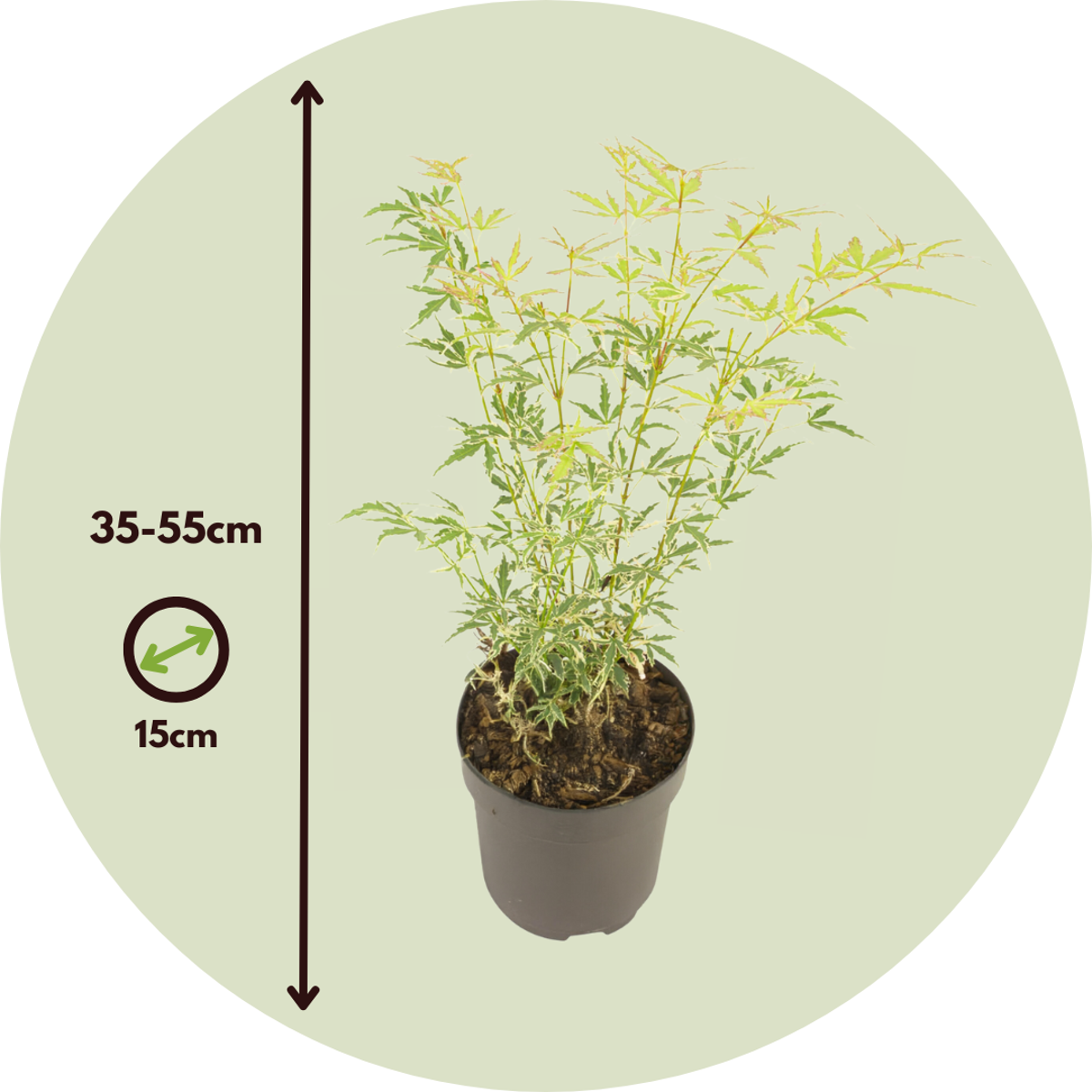 Japanese maple - 2 pcs - Acer palmatum 'Butterfly' - Height 35-55cm - ⌀15cm