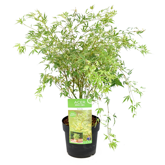 Érable du Japon - Acer palmatum 'Butterfly' - Hauteur 50-60cm - ⌀19cm