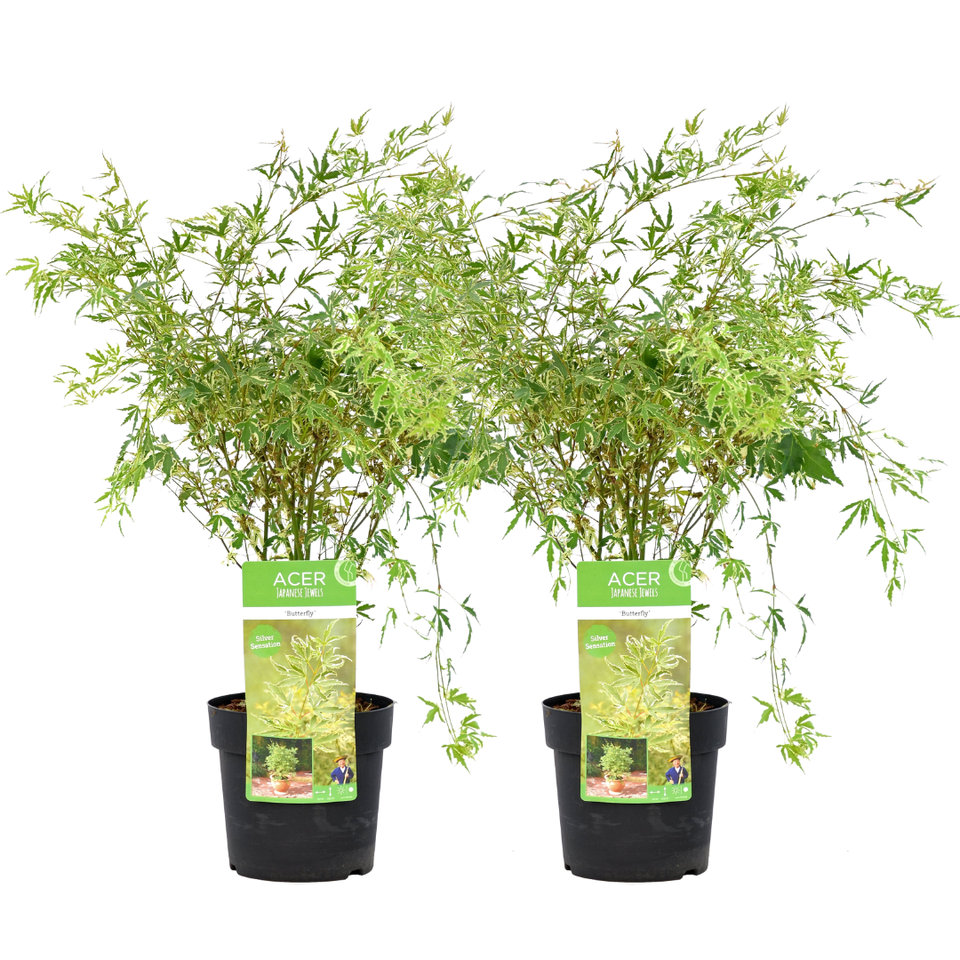 Japanese maple - 2 pcs. - Acer palmatum 'Butterfly' - Height 50-60cm - ⌀19cm