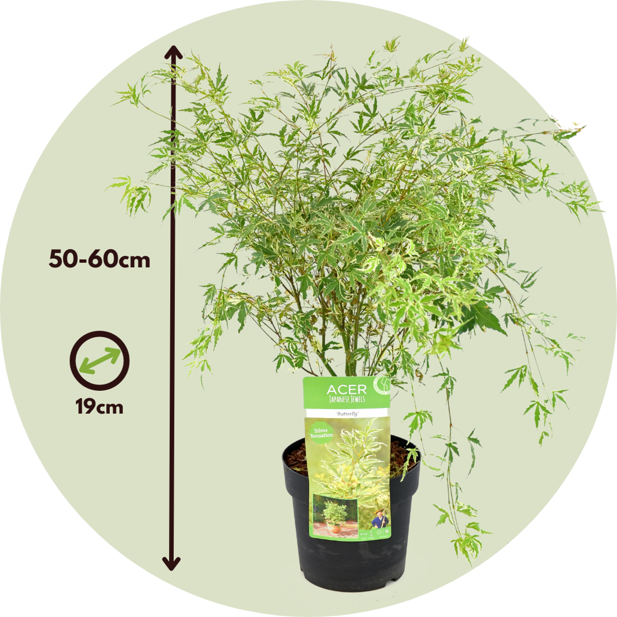 Japanese maple - 2 pcs. - Acer palmatum 'Butterfly' - Height 50-60cm - ⌀19cm