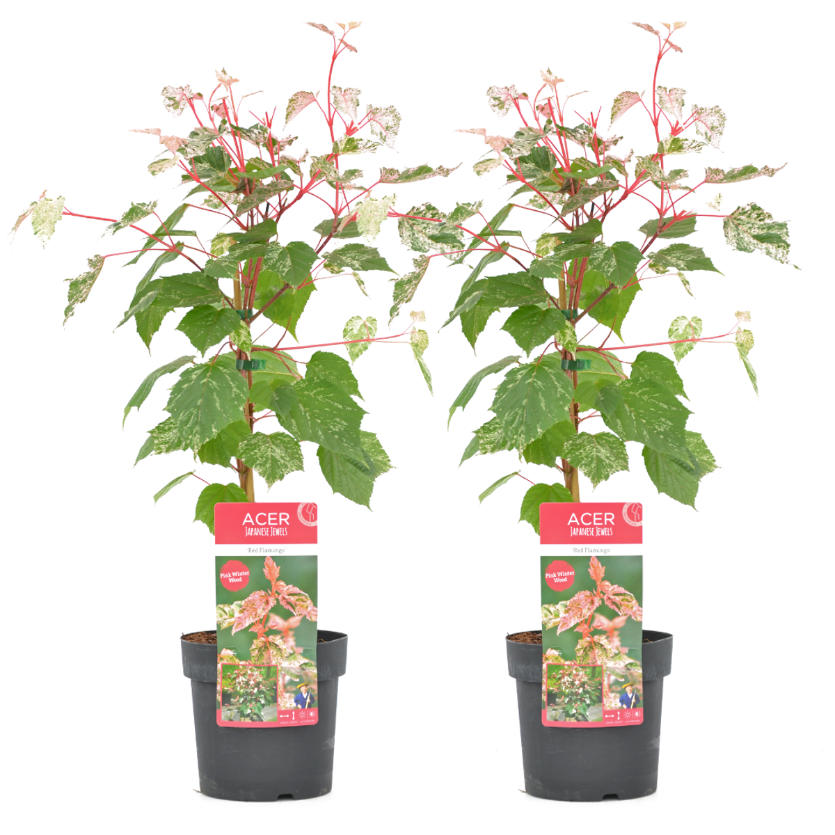 Japanese maple - 2 pcs. - Acer conspicuum 'Red Flamingo' - H50-60cm - ⌀19cm