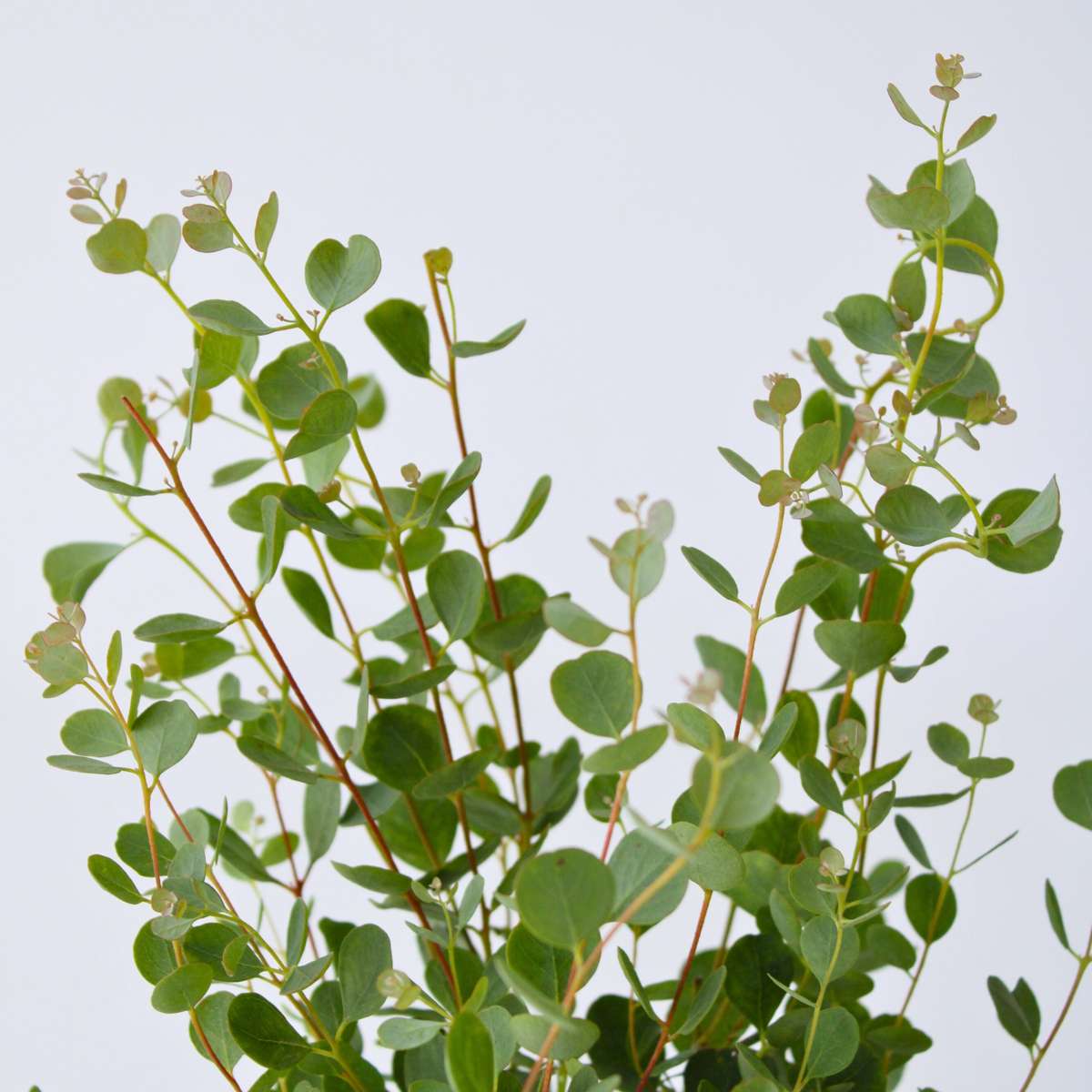Gum bush - 2 pcs. - Eucalyptus 'Botanic Hearts' - Height 35-45cm - ⌀15cm