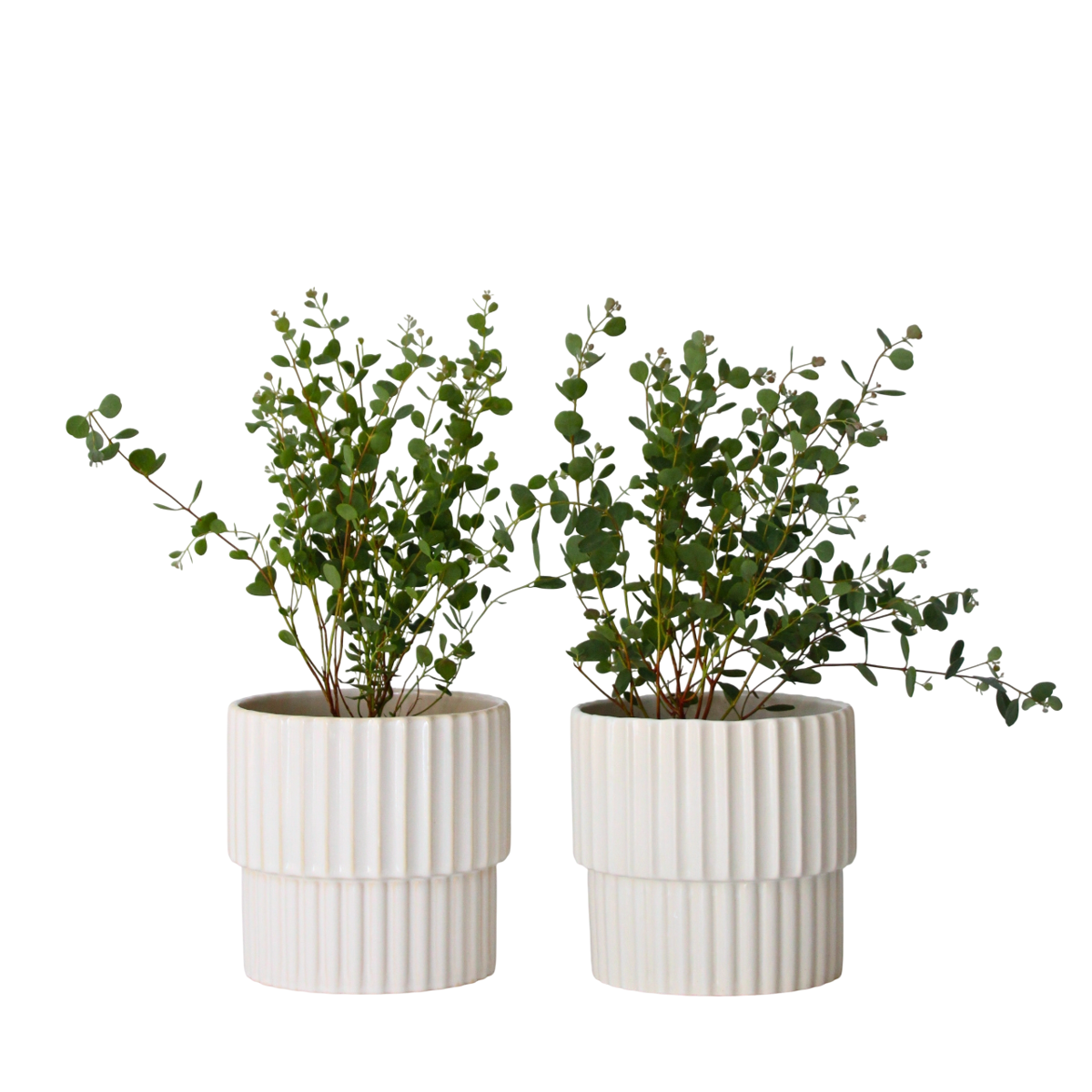 Gum bush - 2 pcs. - Eucalyptus 'Botanic Hearts' - Height 35-45cm - ⌀15cm