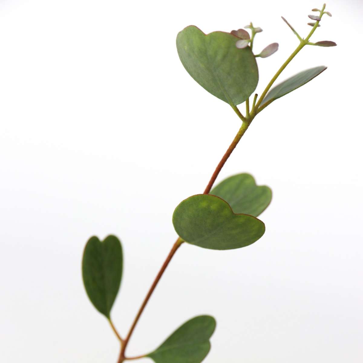Gum bush - Eucalyptus websteriana 'Botanic Hearts' - Height 40-50cm - ⌀15cm