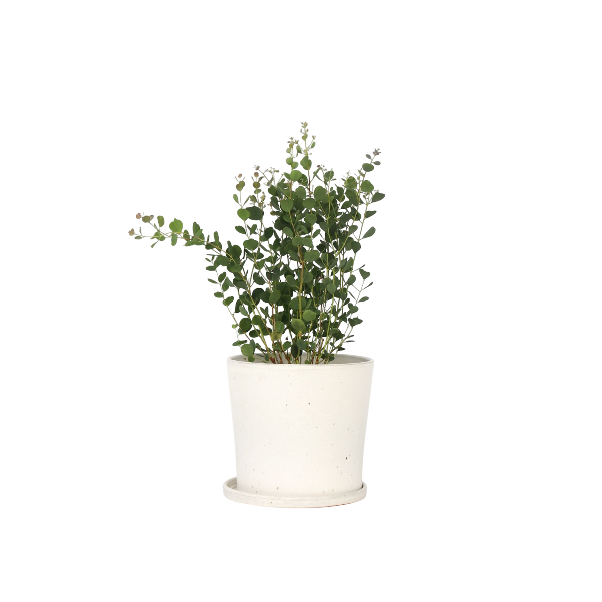 Gum bush - Eucalyptus websteriana 'Botanic Hearts' - Height 40-50cm - ⌀15cm