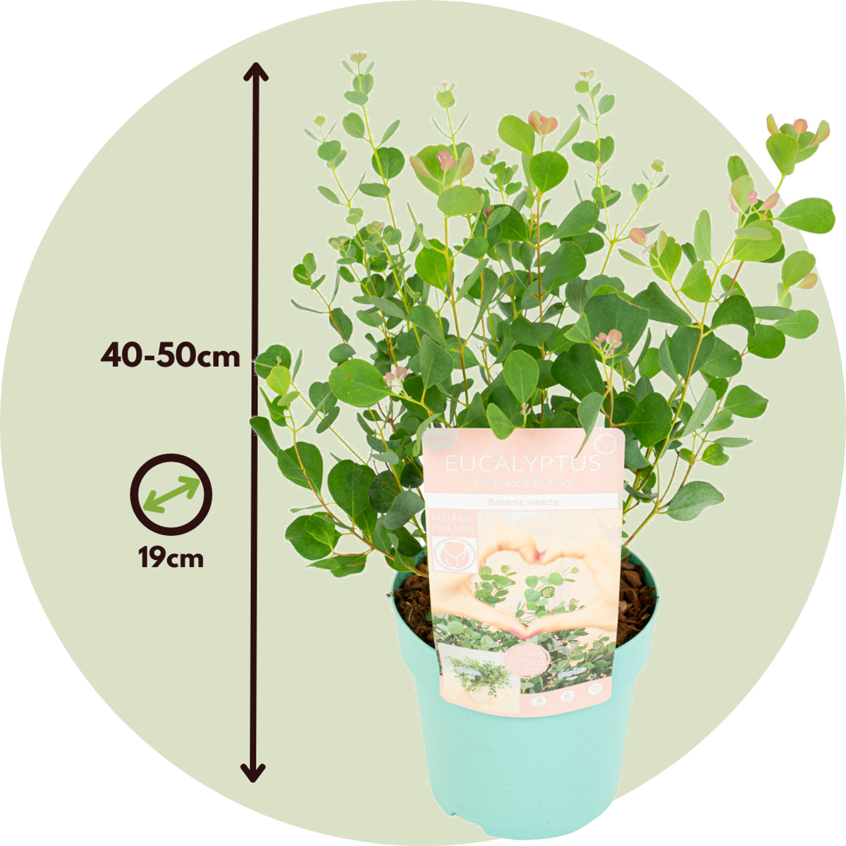 Gum bush - Eucalyptus websteriana 'Botanic Hearts' - Height 40-50cm - ⌀15cm