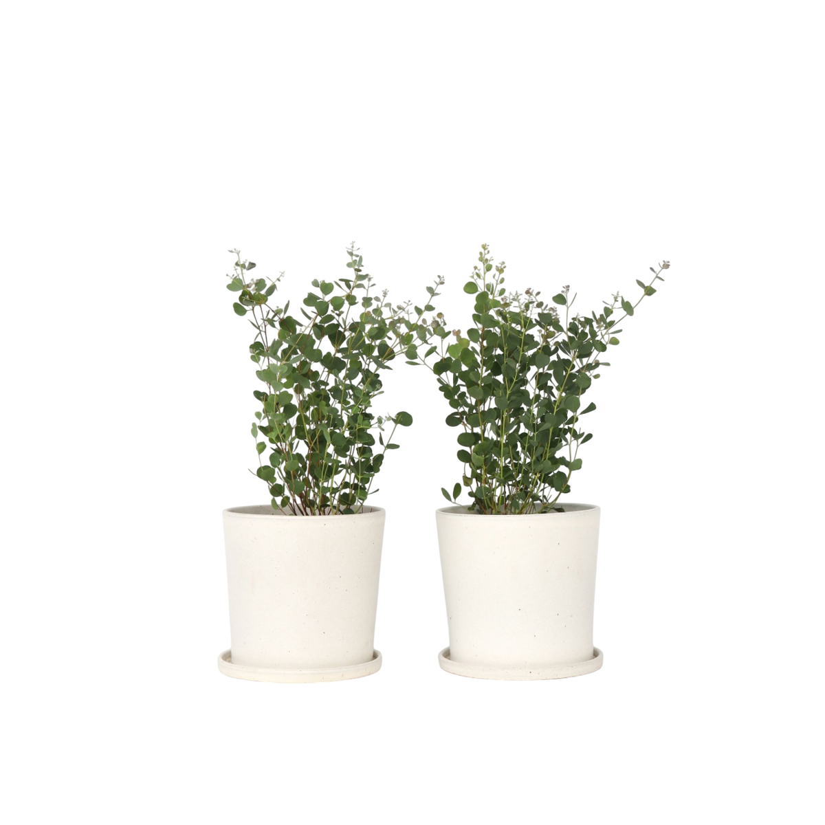 Gum bush - 2 pcs. - Eucalyptus 'Botanic Hearts' - Height 40-50cm - ⌀15cm