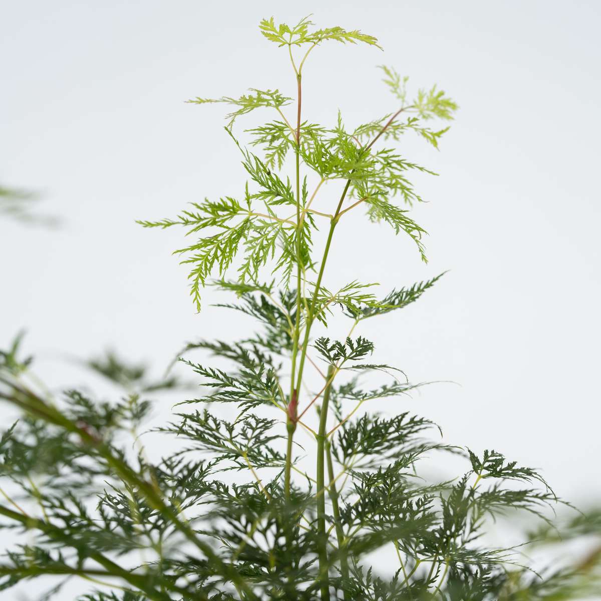 Japanese maple - Acer palmatum 'Emerald Lace' - Height 60-70cm - ⌀19cm