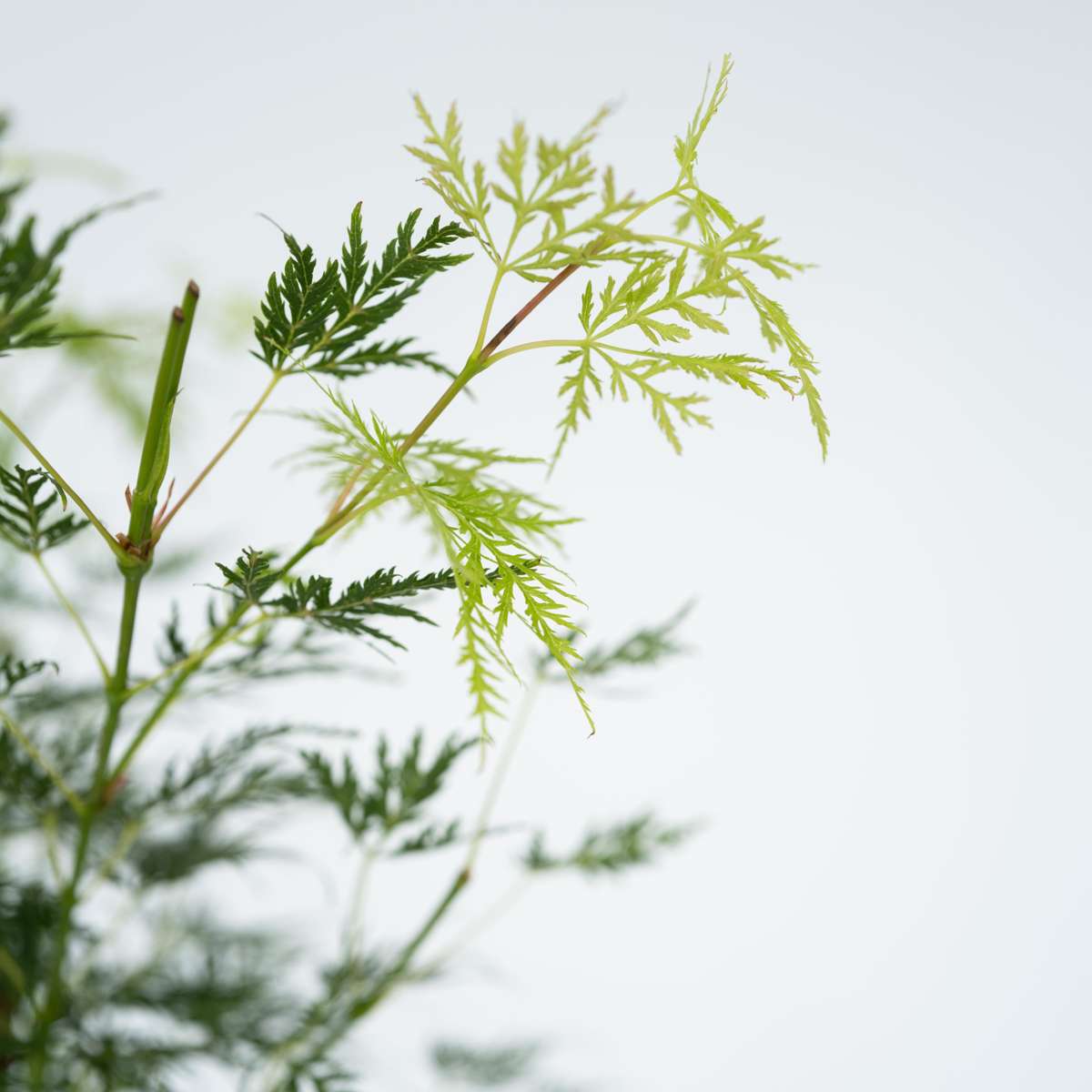 Japanese maple - Acer palmatum 'Emerald Lace' - Height 60-70cm - ⌀19cm