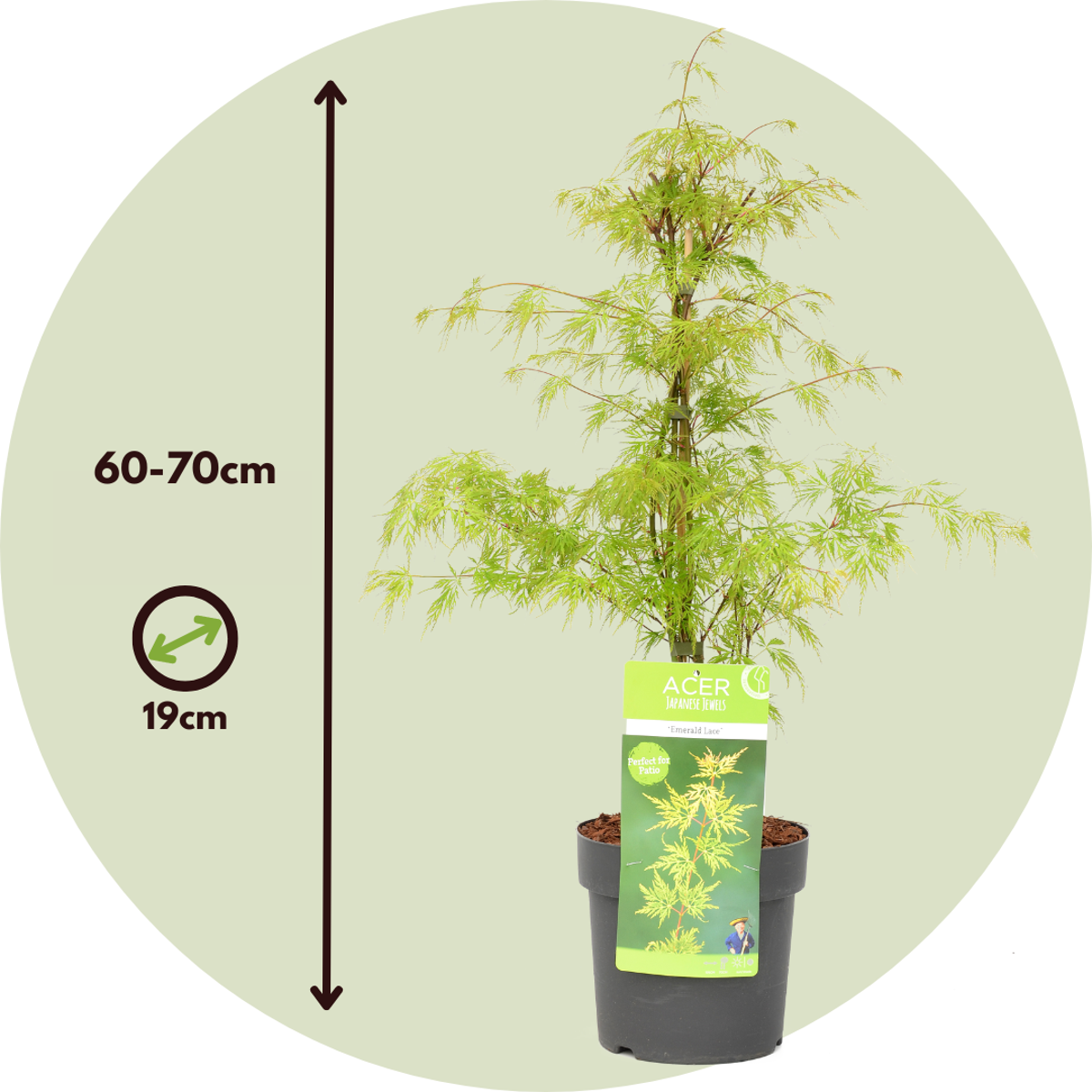 Japanese maple - Acer palmatum 'Emerald Lace' - Height 60-70cm - ⌀19cm