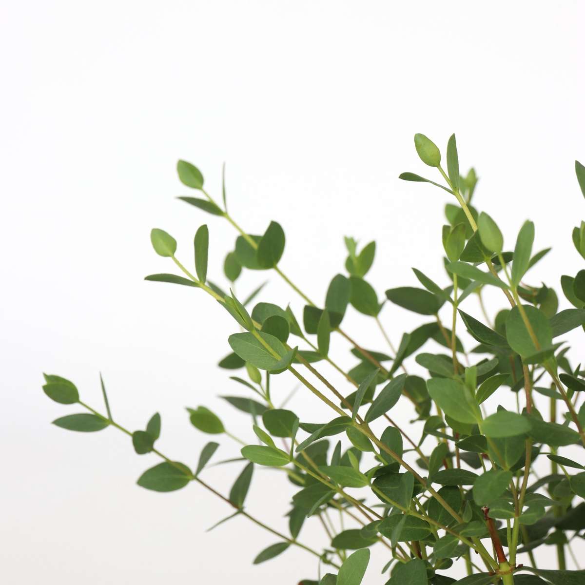 Gum bush - 2 pcs. - Eucalyptus parvifolia 'Oliva' - Height 35-45cm - ⌀15cm