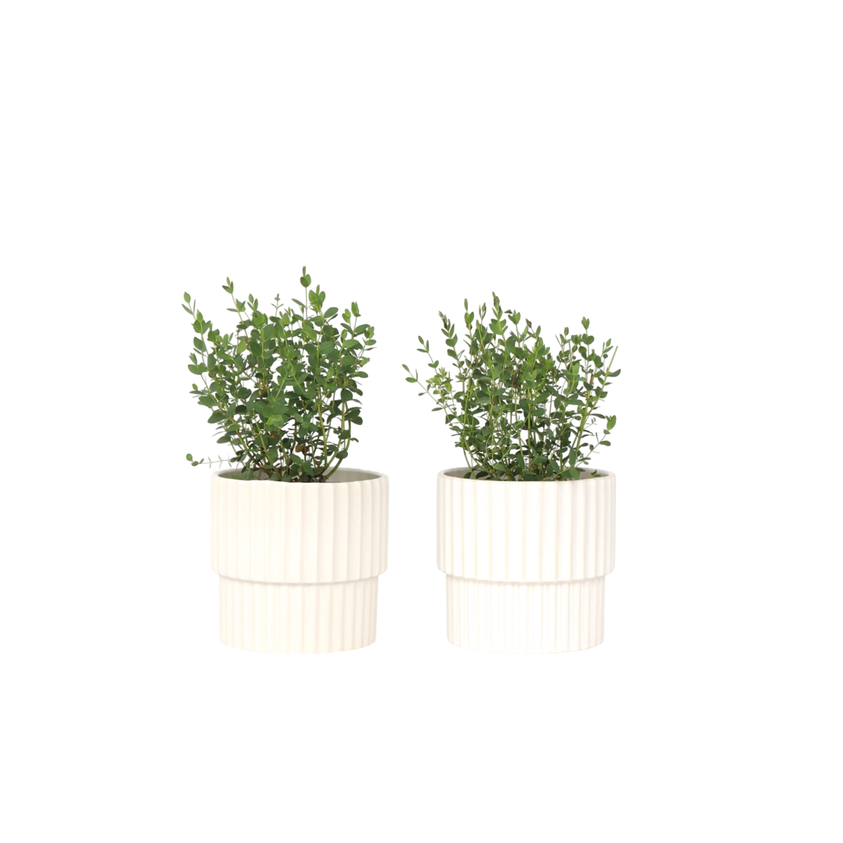 Gum bush - 2 pcs. - Eucalyptus parvifolia 'Oliva' - Height 35-45cm - ⌀15cm