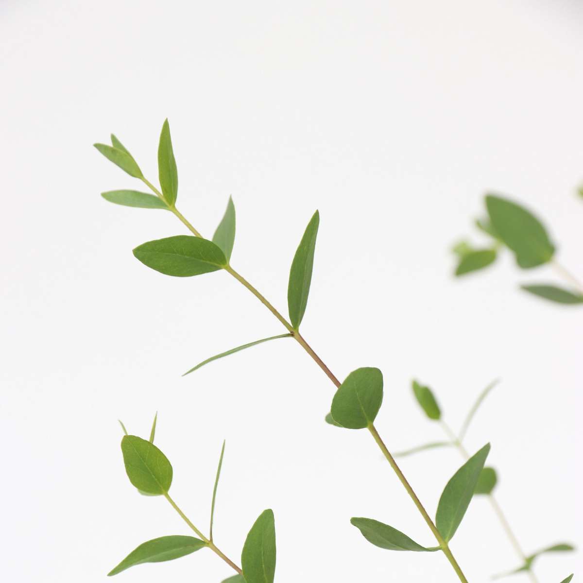 Gommier - Set de 2 - Eucalyptus parvifolia 'Oliva' - Hauteur 40-50cm - ⌀19cm