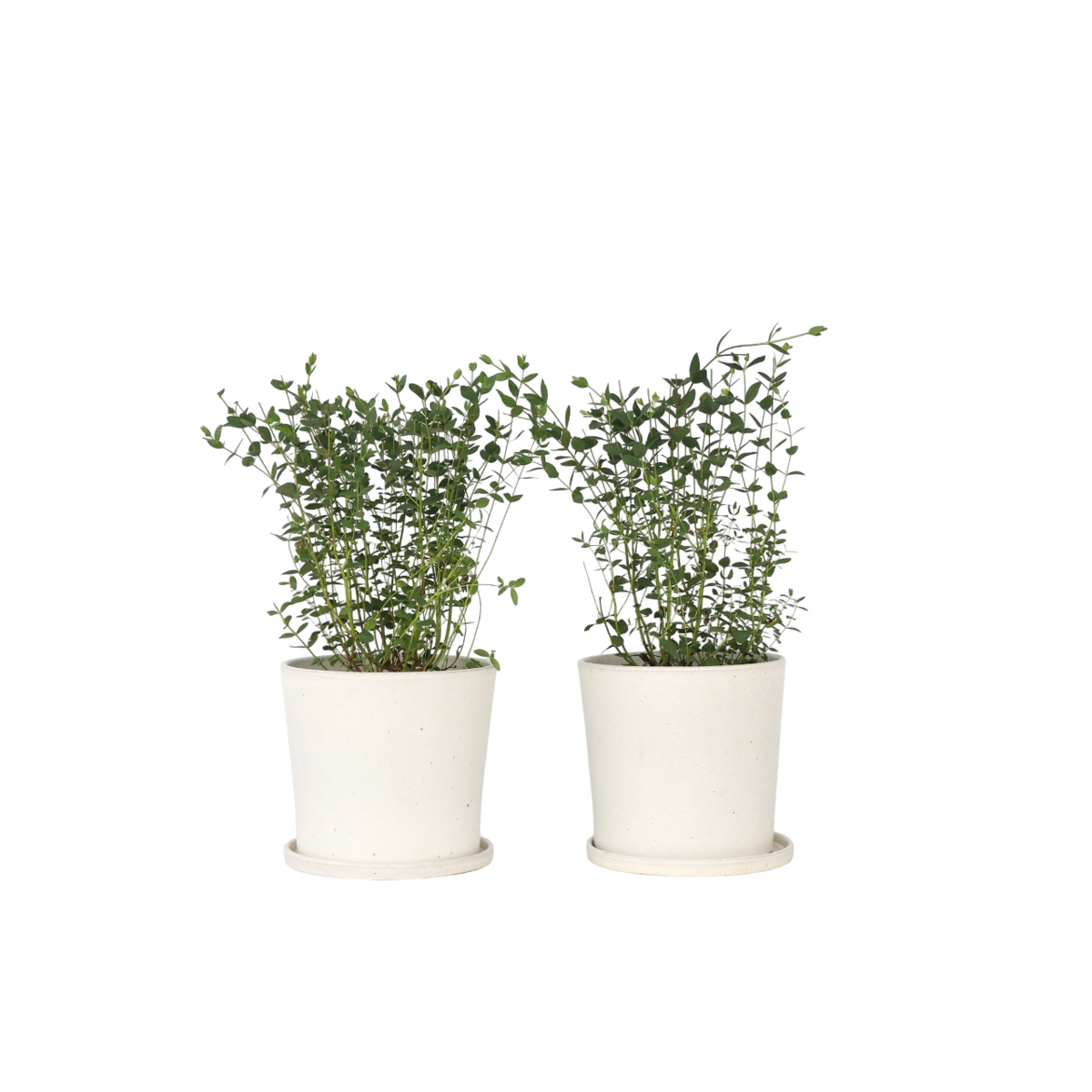 Gommier - Set de 2 - Eucalyptus parvifolia 'Oliva' - Hauteur 40-50cm - ⌀19cm