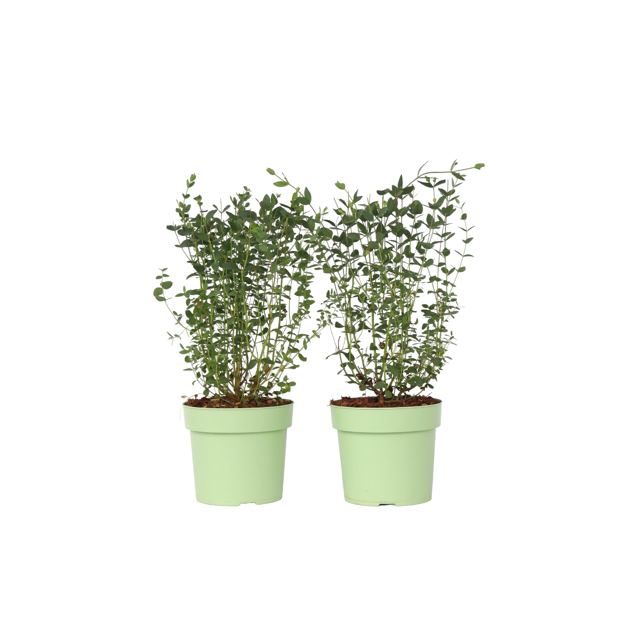 Gommier - Set de 2 - Eucalyptus parvifolia 'Oliva' - Hauteur 40-50cm - ⌀19cm