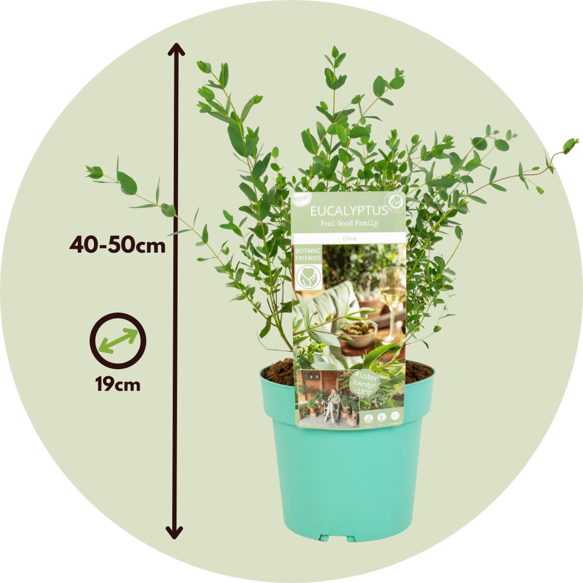 Gommier - Set de 2 - Eucalyptus parvifolia 'Oliva' - Hauteur 40-50cm - ⌀19cm