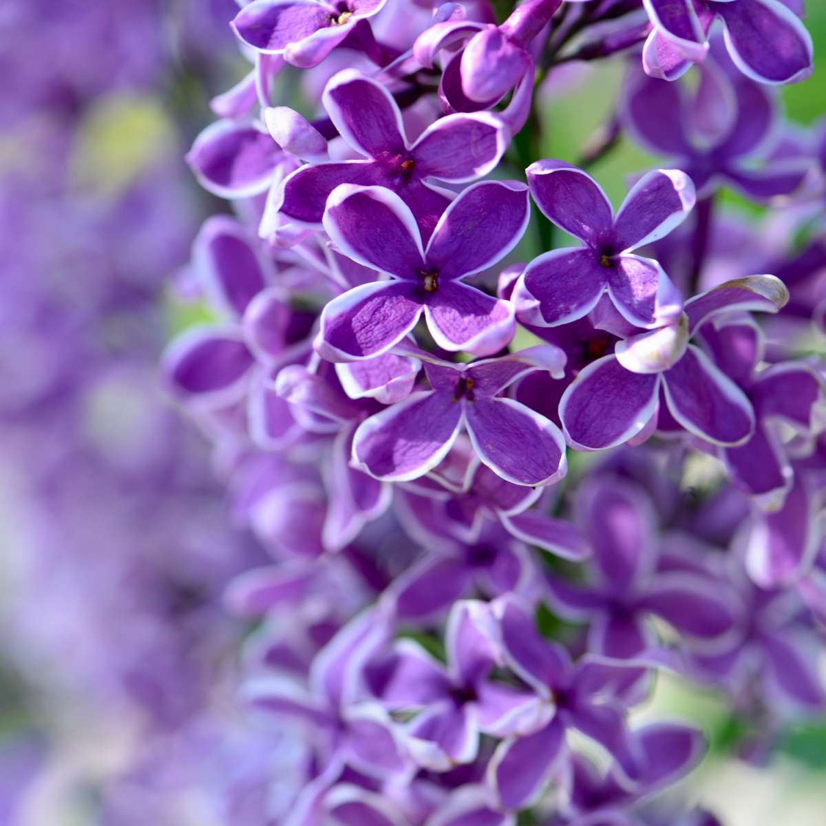 Lilas remontant - Syringa 'Bloomerang' - Hauteur 55-65cm - ⌀19cm - TD Plantz