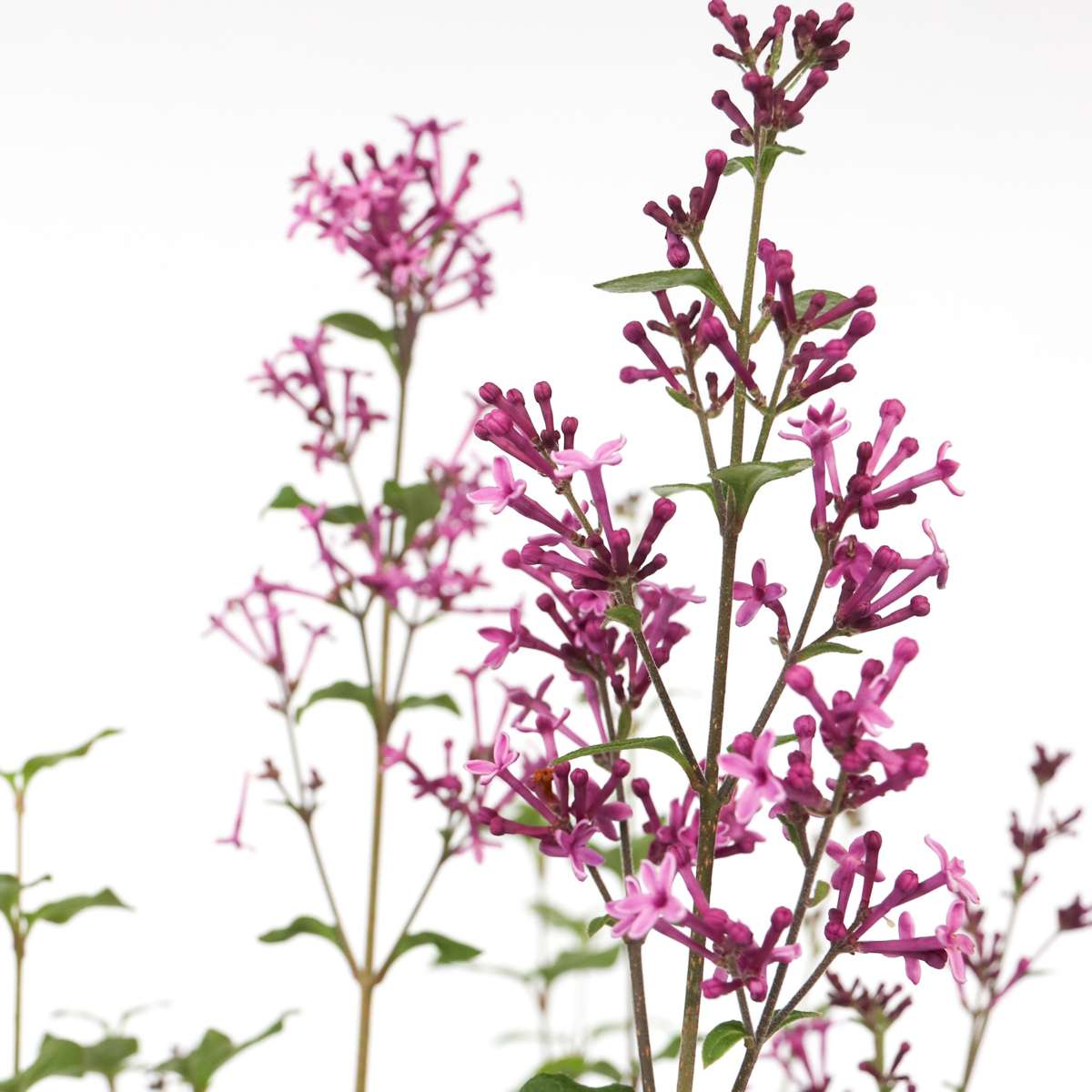 Lilas remontant - Syringa 'Bloomerang' - Hauteur 55-65cm - ⌀19cm - TD Plantz