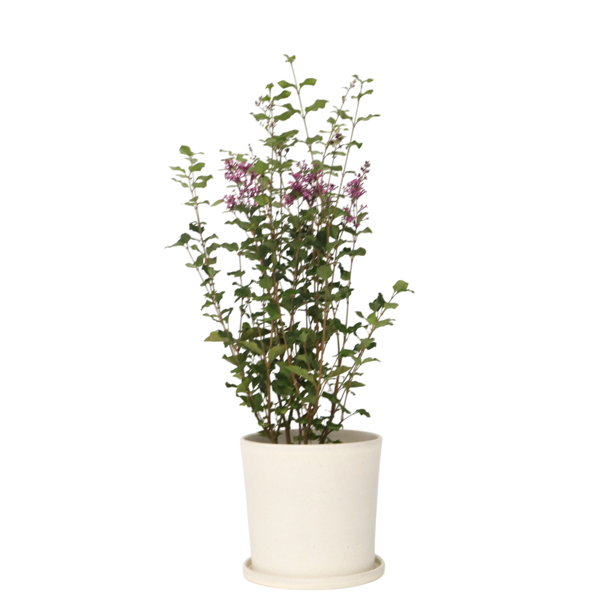 Lilas remontant - Syringa 'Bloomerang' - Hauteur 55-65cm - ⌀19cm - TD Plantz