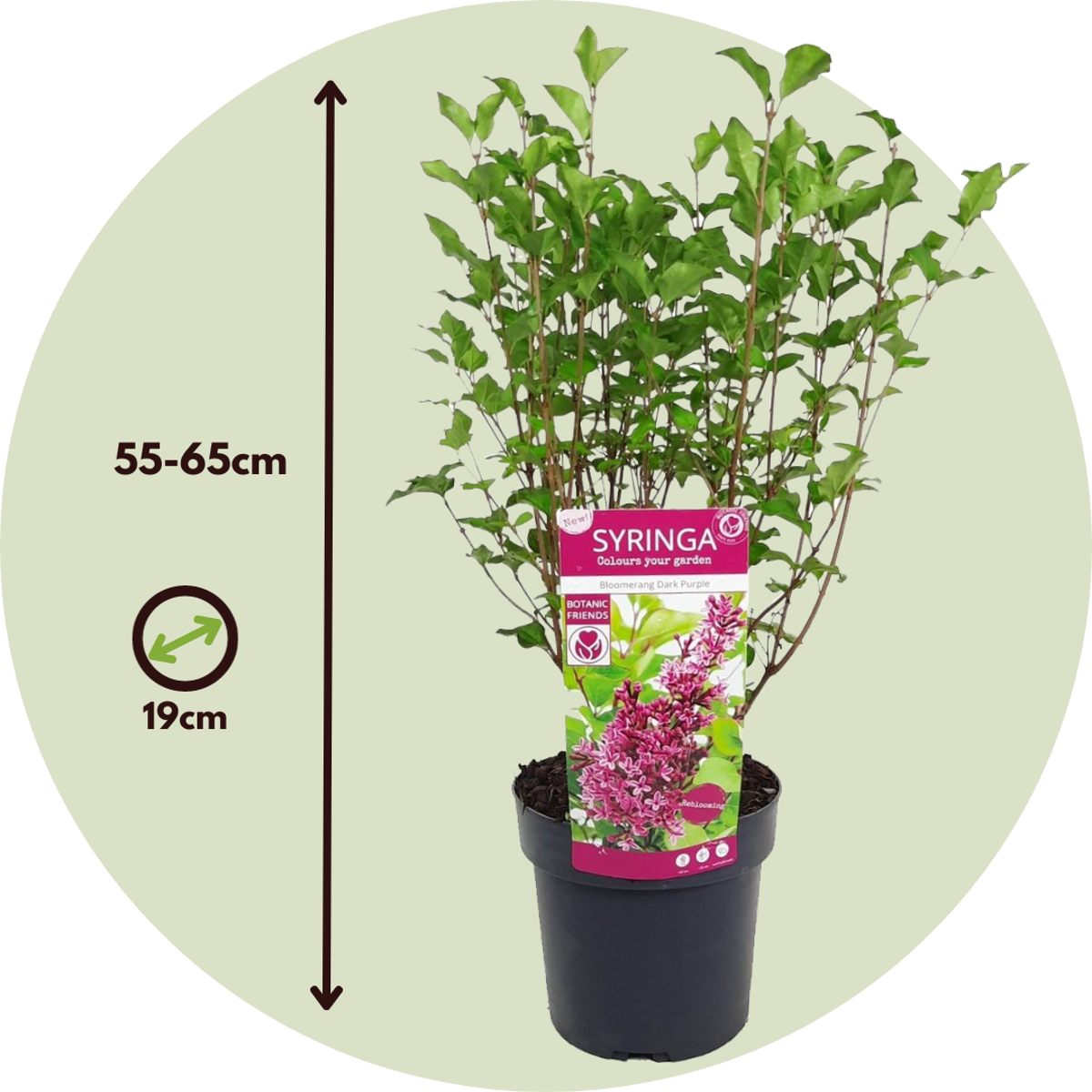 Lilas remontant - Syringa 'Bloomerang' - Hauteur 55-65cm - ⌀19cm - TD Plantz
