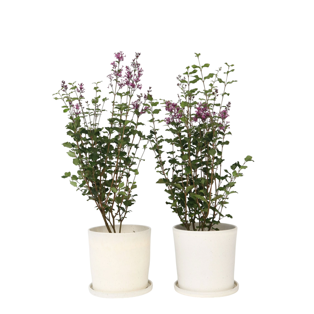 Lilas remontant - Set de 2 - Syringa 'Bloomerang' - Hauteur 55-65cm - ⌀19cm