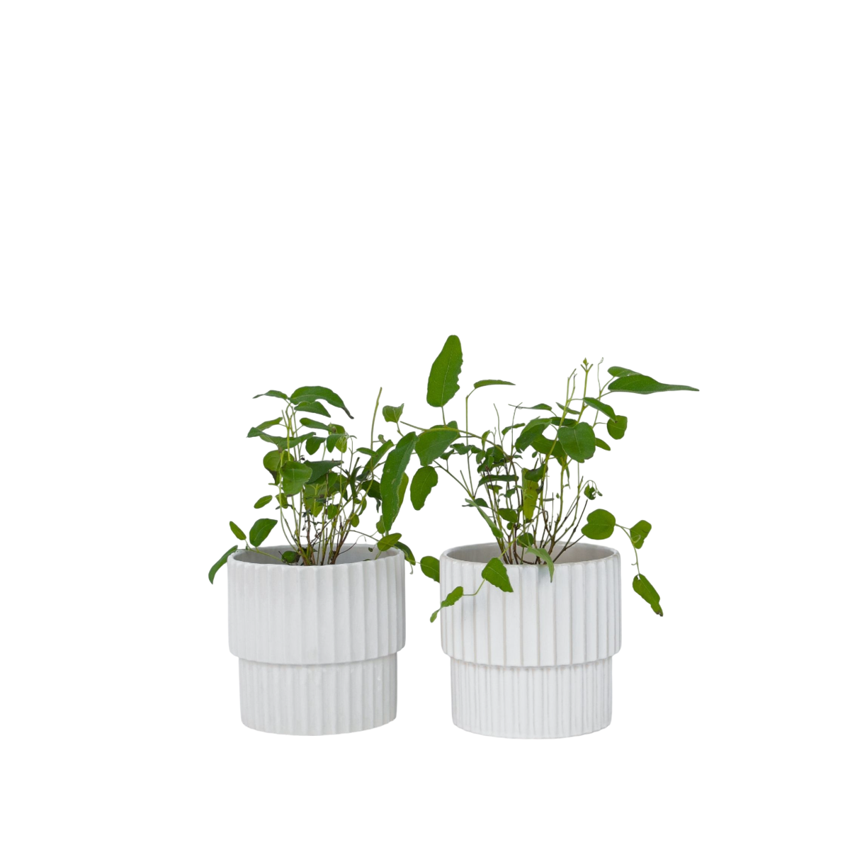 Gum bush - 2 pcs. - Eucalyptus 'Citriodora' - Height 35-45cm - ⌀15cm